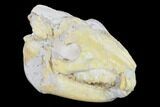 Fossil Oreodont (Merycoidodon) Skull - Wyoming #134358-6